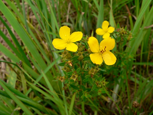 {Rhexia lutea}